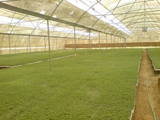 تولید بیش از ۲۵ میلیون نشاء گوجه فرنگی