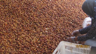 برداشت خرما و کنجد در گراش