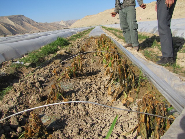 بیمه جهاد کشاورزی، باغ‌های خسارت دیده را پوشش می‌دهد