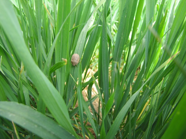 ریزش زود هنگام سن غلات در مزارع گندم شهرستان گراش