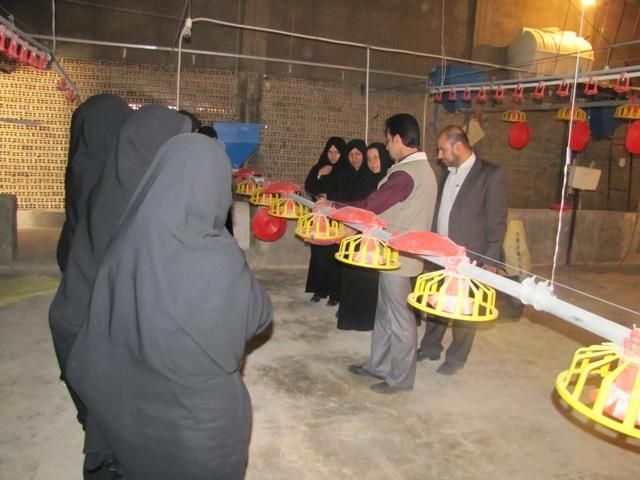 برگزاری کارگاه آموزشی پرورش مرغ بومی