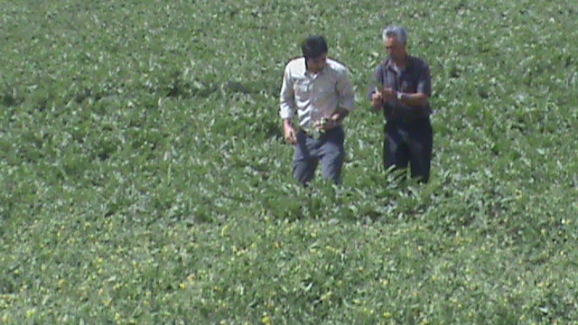 برداشت محصولات صیفی آغاز شد