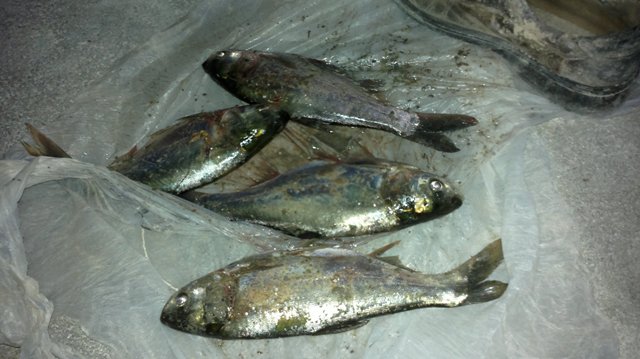 رشد و بهره‌برداری از کپور ماهیان سد خاکی فداغ