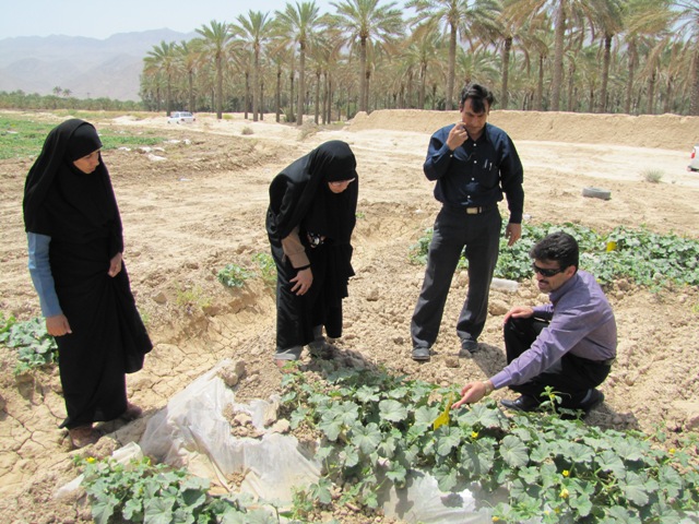 بازدید نماینده مدیریت حفظ نباتات جهاد کشاورزی از اجرای طرح Ipm/FFS در شهرستان گراش