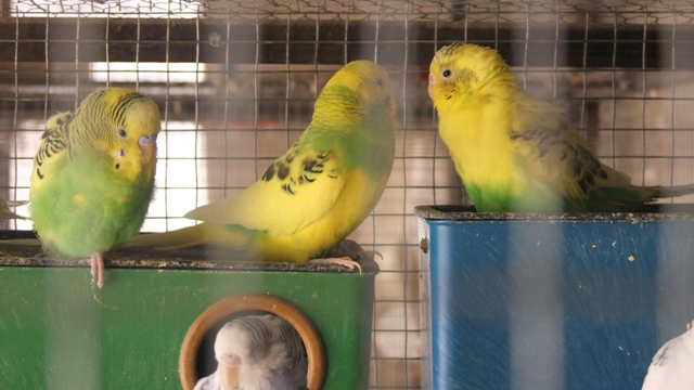 پرورش پرندگان زینتی در گراش