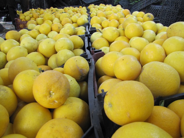 پایان برداشت لیمو شیرین در شهرستان گراش