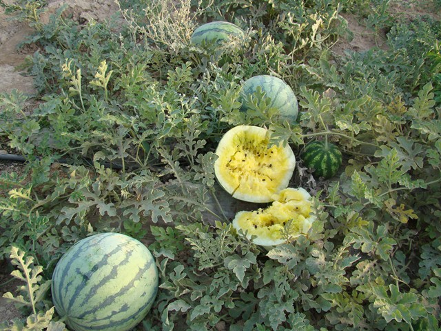 DSC06542