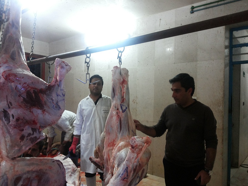 پلیس ۱۵ گوساله زابلی را توقیف کرد