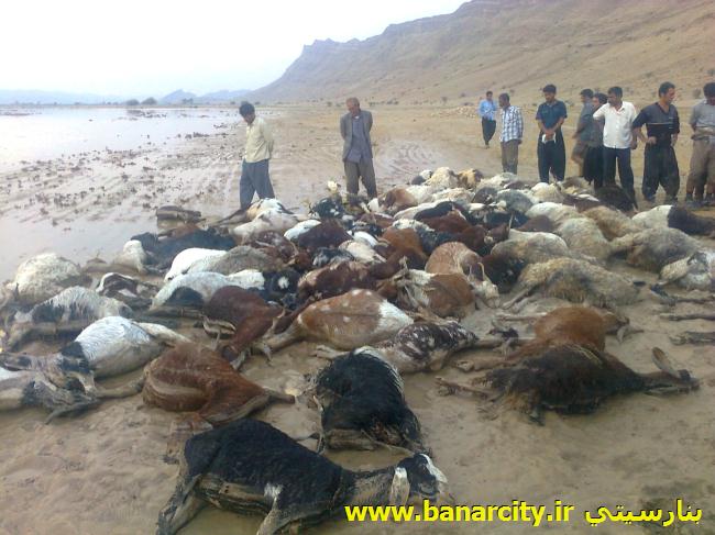 رعد و برق به جان چوپان و گوسفندان آتش زد