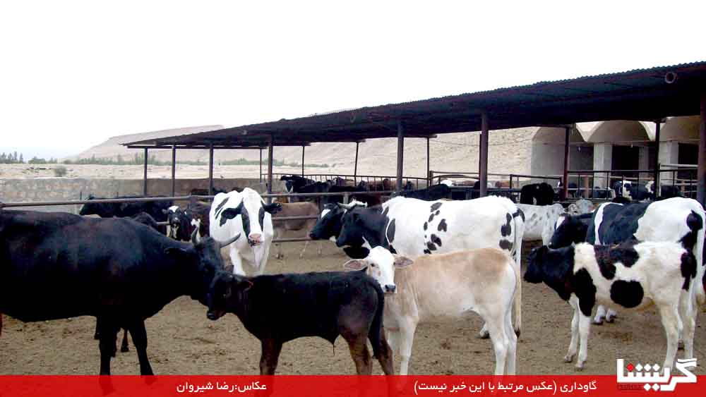 Cow-Damdari کارشناسان دامپزشکی به مدارس میروند