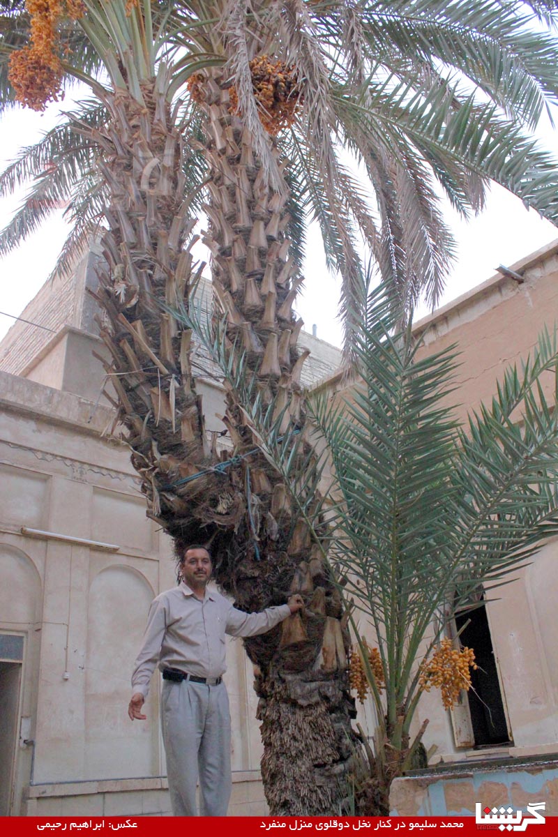 عکسی خارق‌العاده از نخلی با دو سر