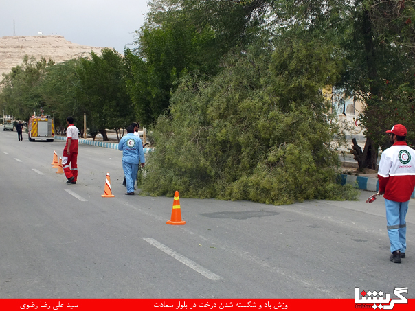 باد دو درخت را زمین انداخت