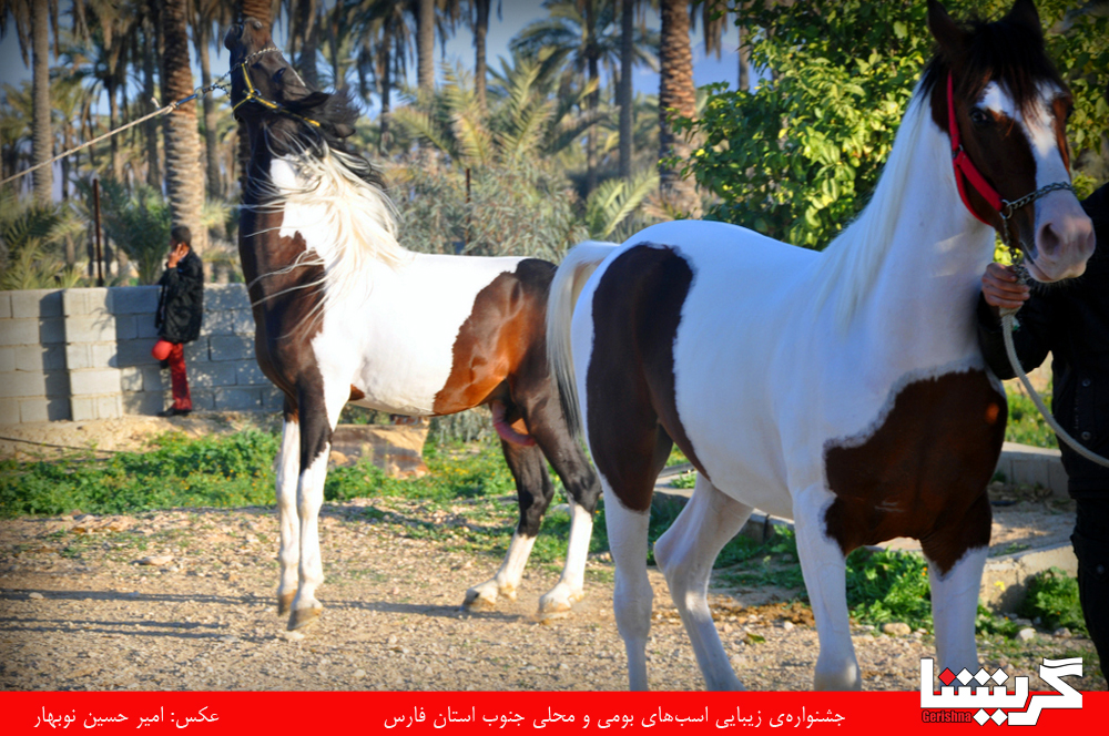 چند عکس زیبا از چند اسب زیبا