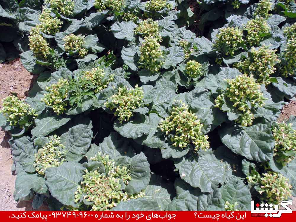 مسابقه: این گیاه چیست؟