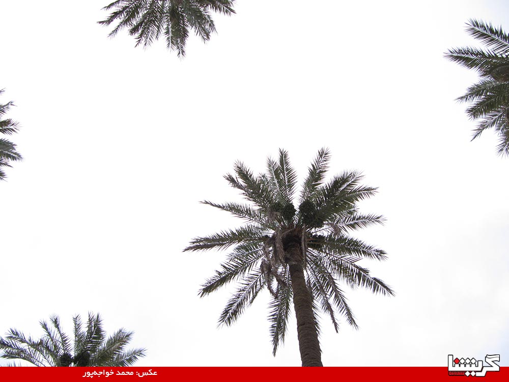 13900415 Fasil (14) خرمای جنوب به اندازه نفت جنوب مهم است