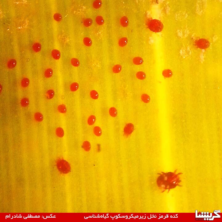 همه چیز زیر سر «کنه قرمز» بود +عکس و فیلم