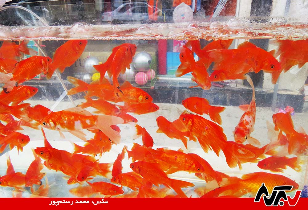 Mahi Norooz Mahi Norooz