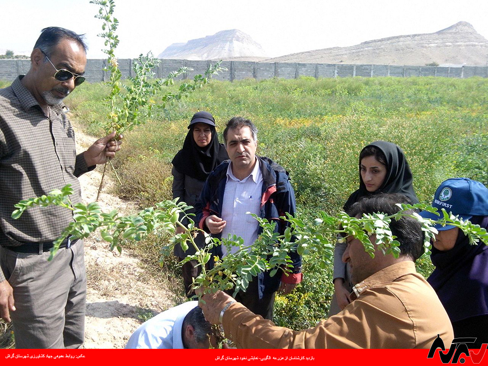 اهمیت کشت حبوبات در گراش