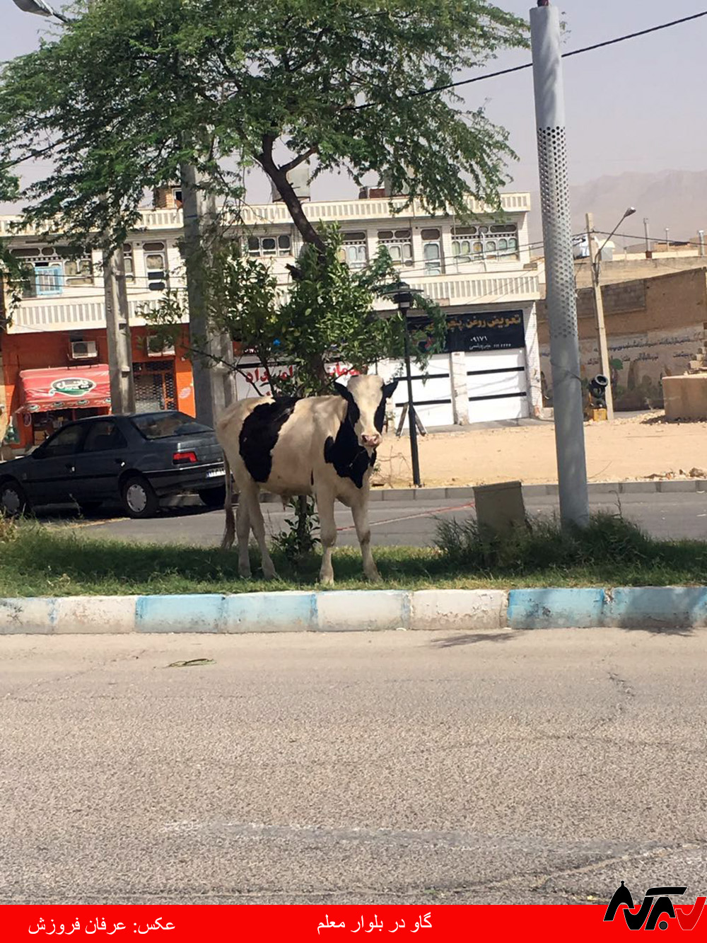 gav از چشم شما ۱۵: گاو در بلوار