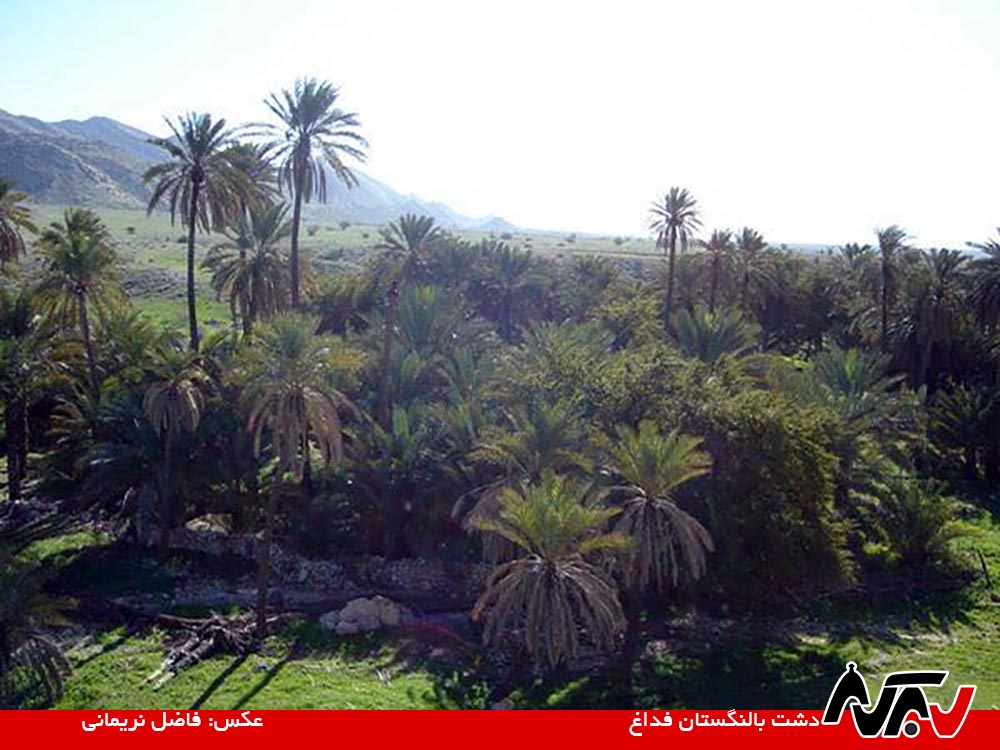 Balangestan Fedagh دشت بالنگستان فداغ چگونه زنده ماند؟
