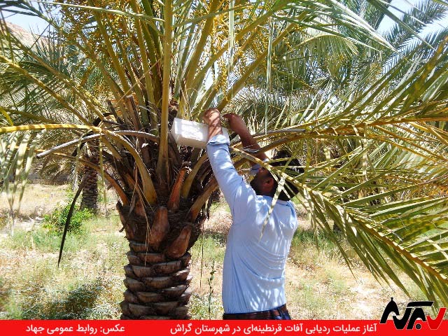 rad4 شروع مبارزه با آفات قرنطینهای در باغهای گراش