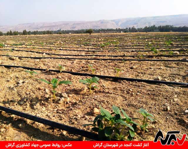 آغاز کاشت کنجد در شهرستان گراش