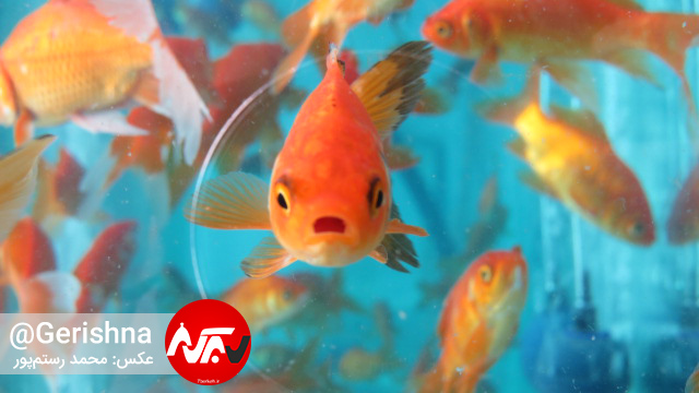 کودکان، مشتریان همیشگی ماهی قرمز