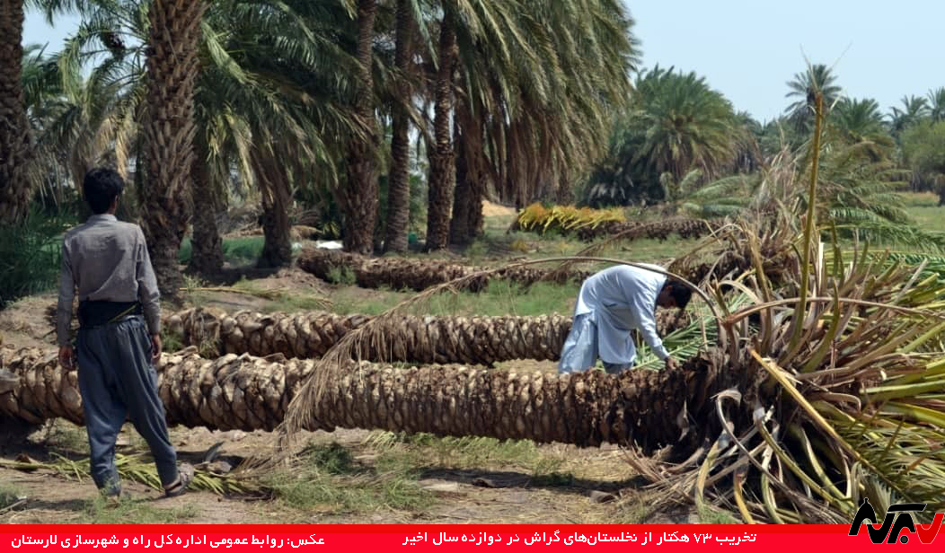 مرگ نخلستان‌های گراش: ۷۳ هکتار نخلستان در ۱۲ سال از بین رفت