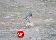 Parandeh Birds 1
