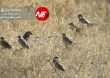 Parandeh Birds 11