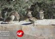 Parandeh Birds 13