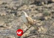 Parandeh Birds 16