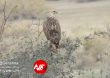 Parandeh Birds 17