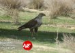 Parandeh Birds 18