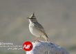 Parandeh Birds 19