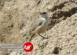 Parandeh Birds 22