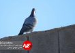 Parandeh Birds 24