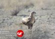 Parandeh Birds 26
