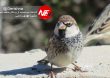 Parandeh Birds 3