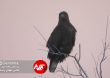 Parandeh Birds 7