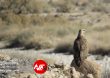 Parandeh Birds 8