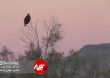 Parandeh Birds 9