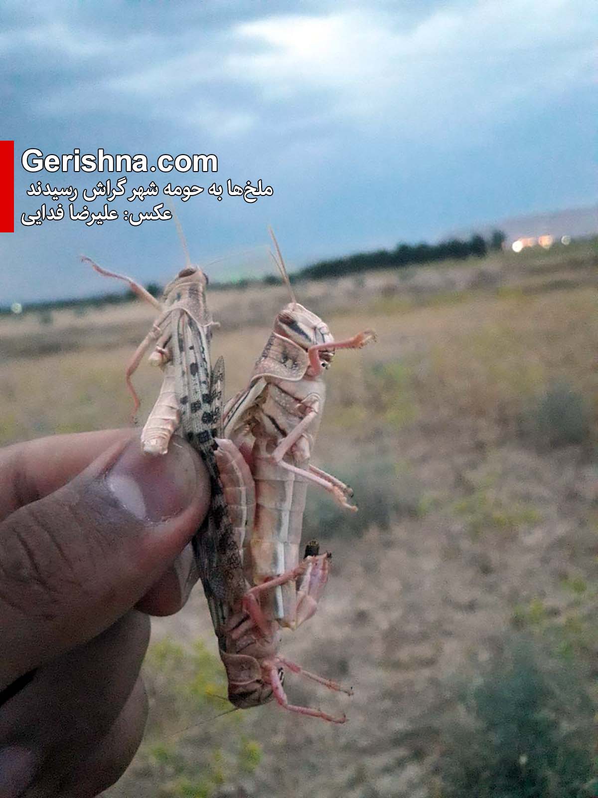 آماده‌باش جهاد: ملخ‌ها به حومه گراش رسیدند