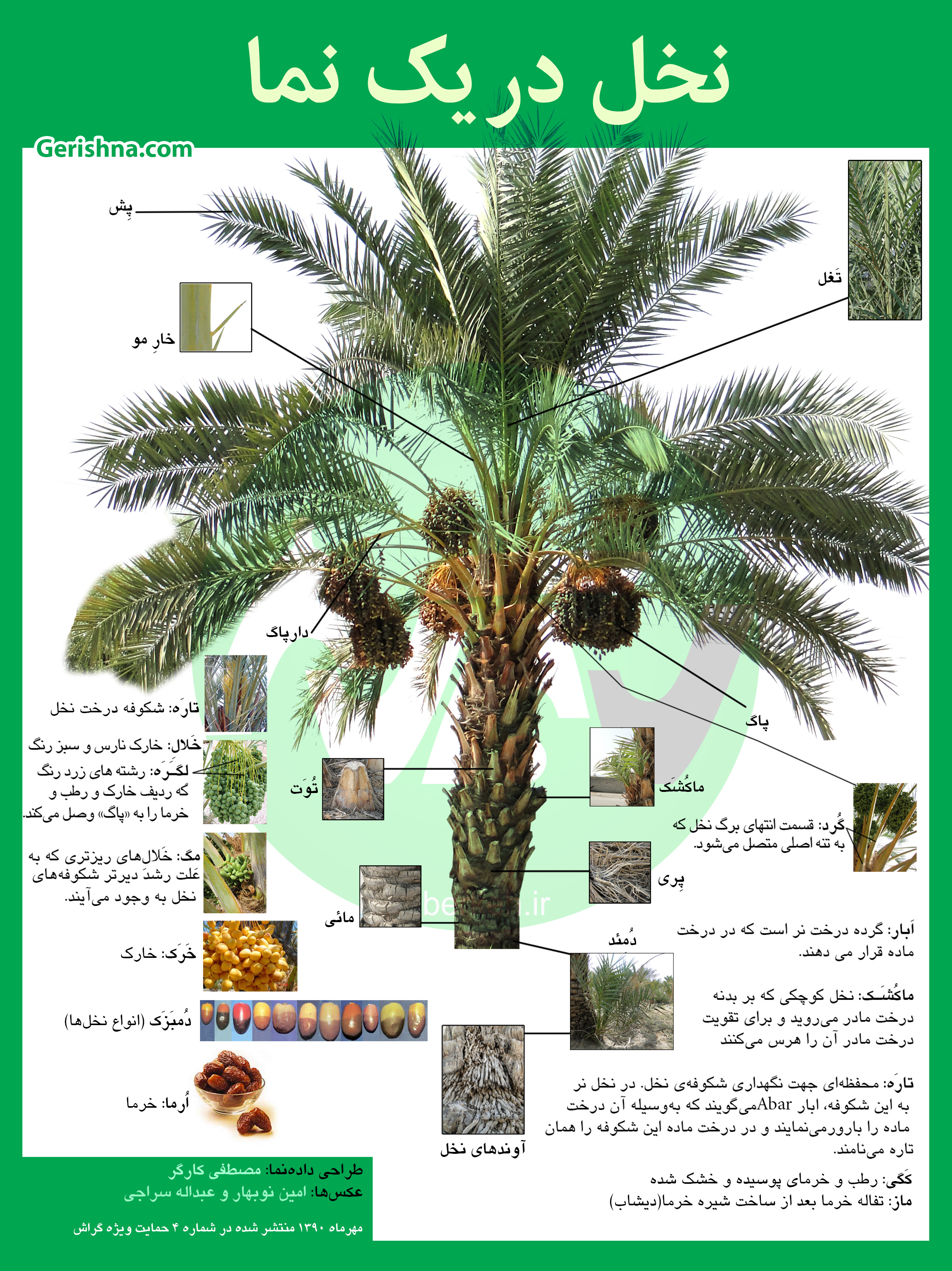 InfoGerfi Fasil Nakhl