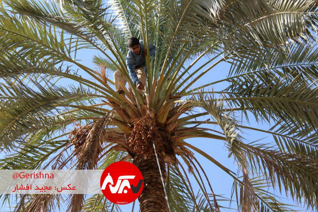 خارک و رطب گراش به بازار آمد