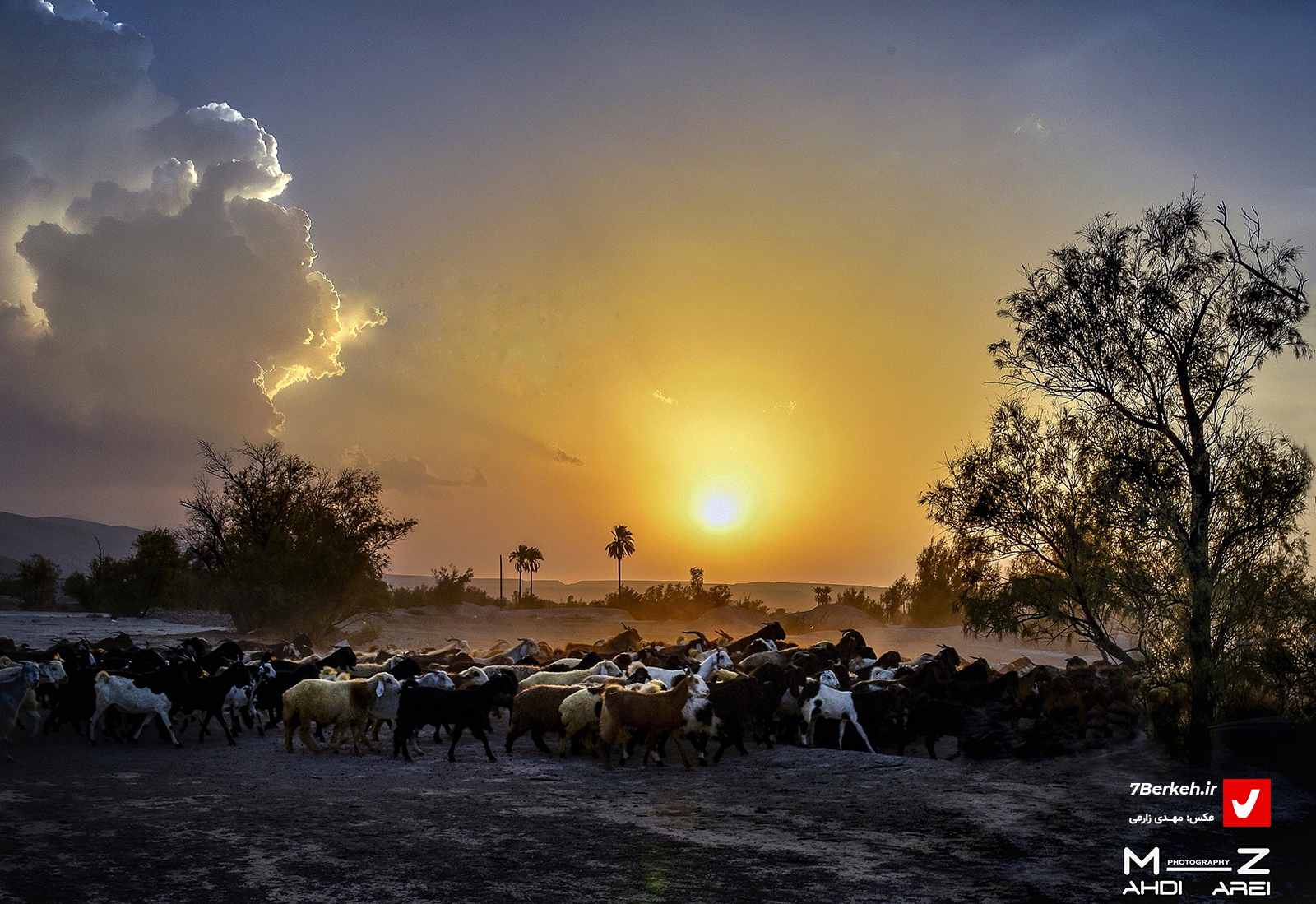 یک تکه از آفتاب زیبا در قاب؛ عکس‌های مهدی زارعی