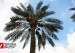 13990622 Rotab Khorma 7