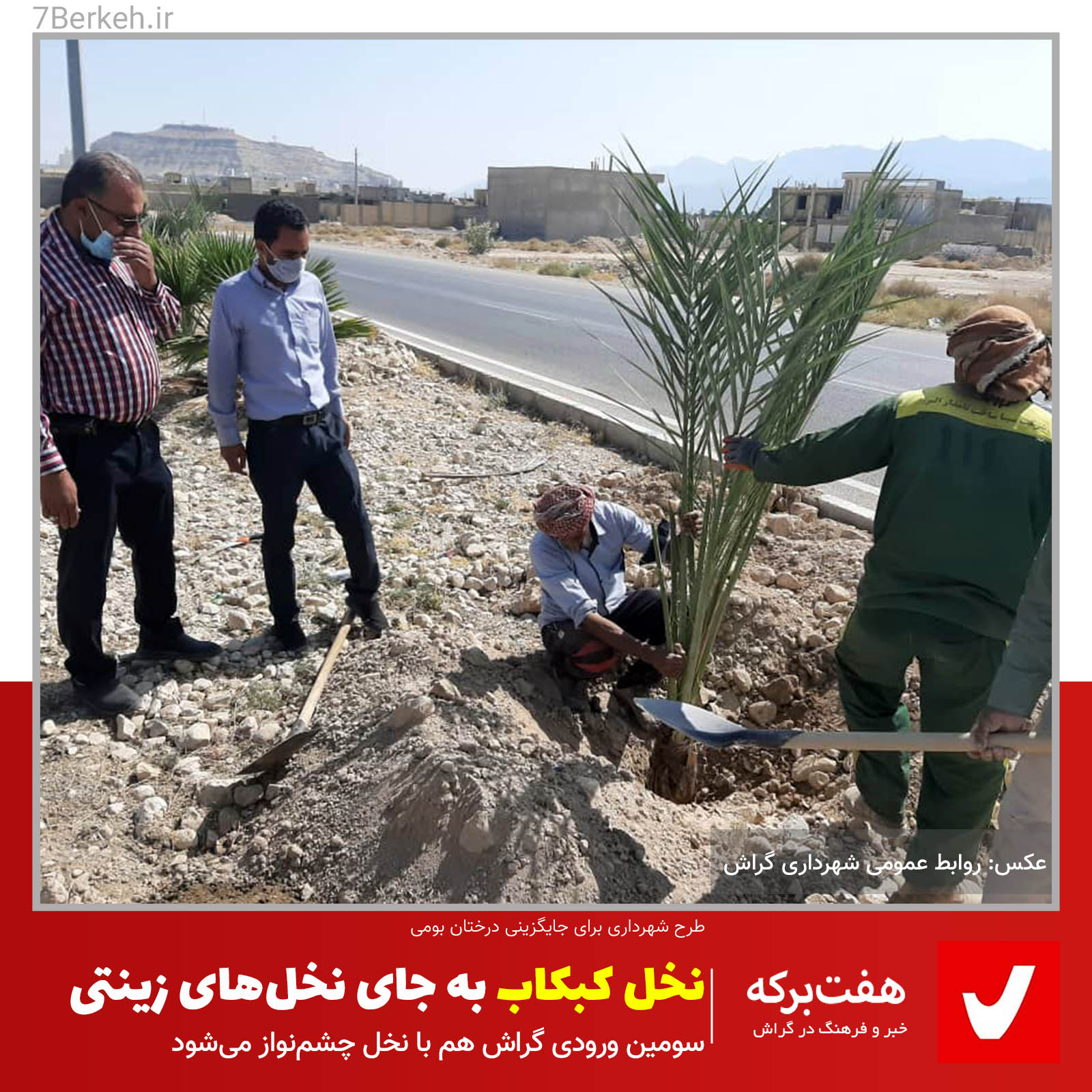 Shahrdari - Nakhl نخل کبکاب، جانشین نخلهای زینتی شد