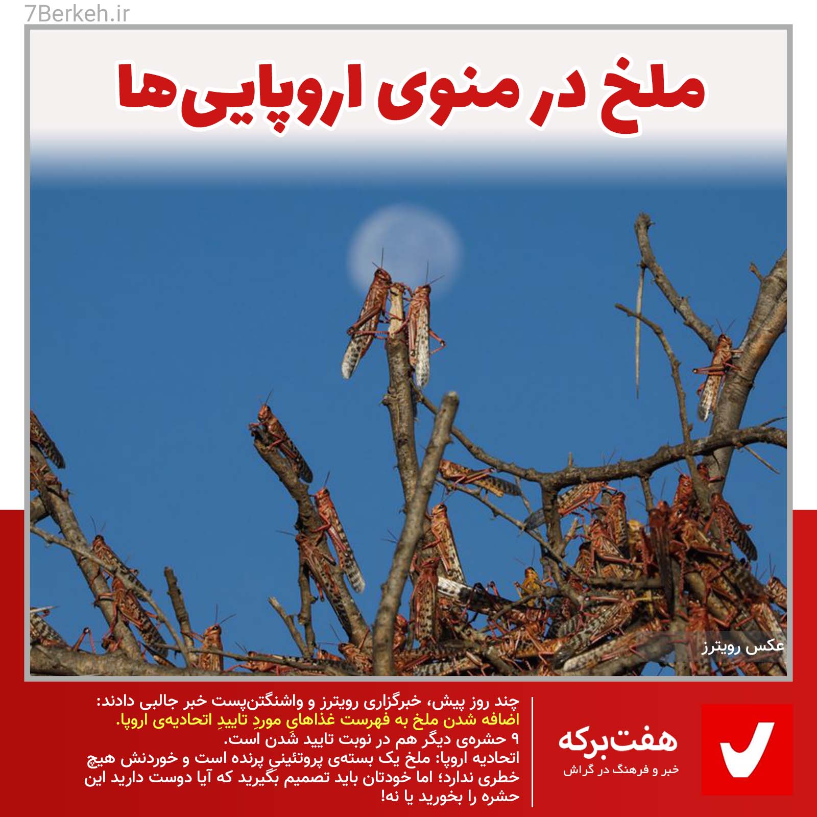 ملخ در منوِ اروپایی‌ها