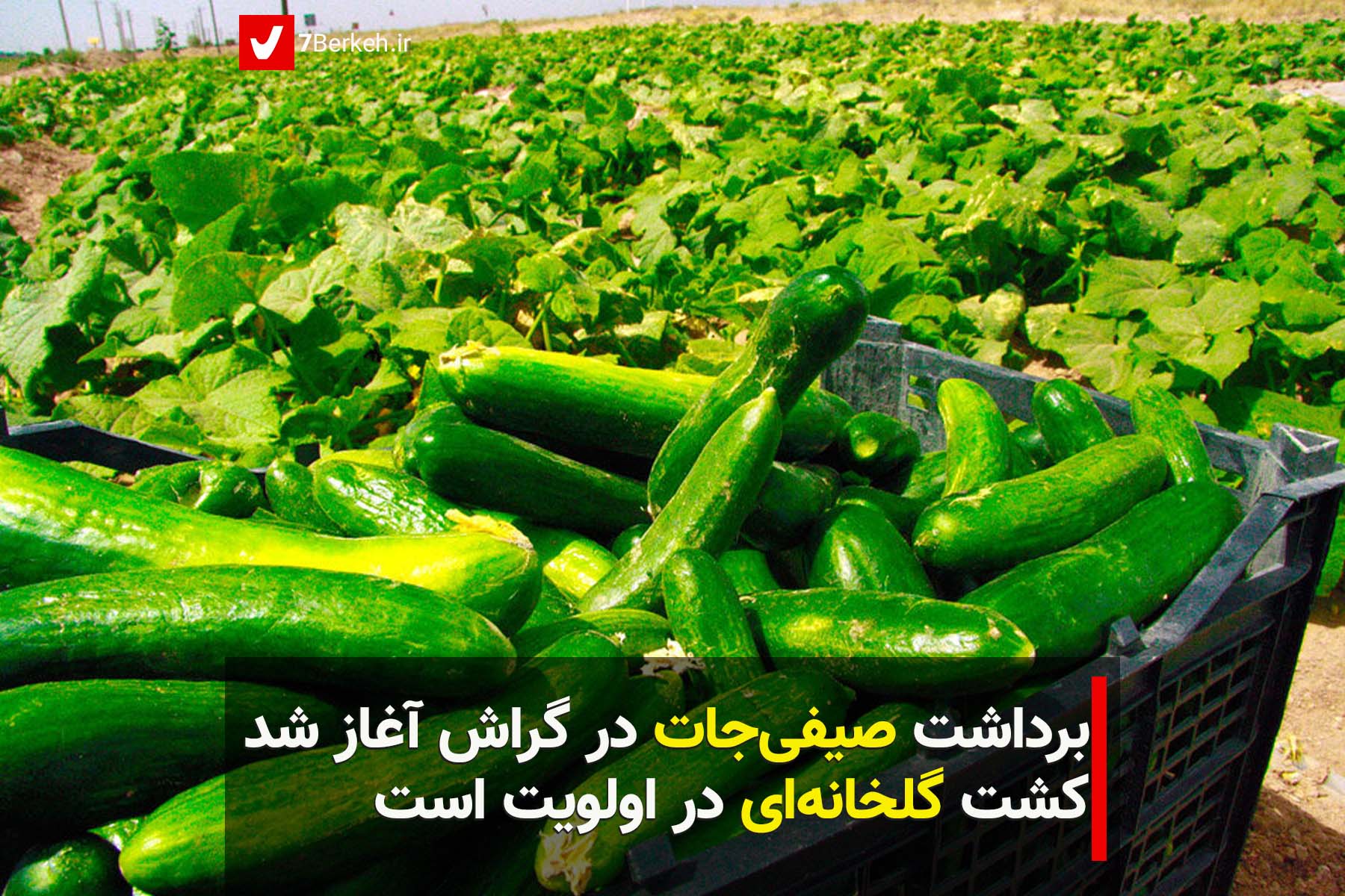 seyfi برداشت صیفیجات آغاز شد/ کشت گلخانهای در اولویت است